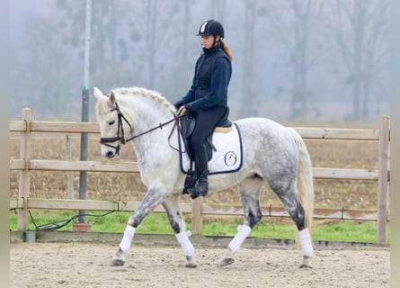 Connemara, Giumenta, 14 Anni, 151 cm, Leardo