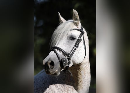 Connemara, Giumenta, 15 Anni, 148 cm, Grigio