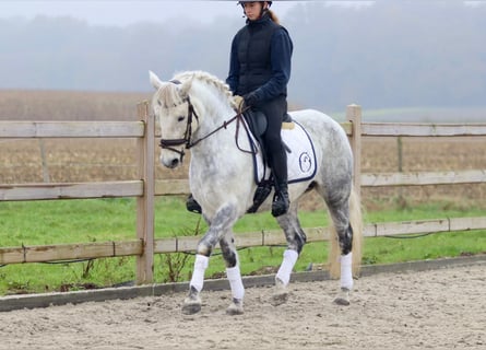 Connemara, Giumenta, 15 Anni, 151 cm, Leardo