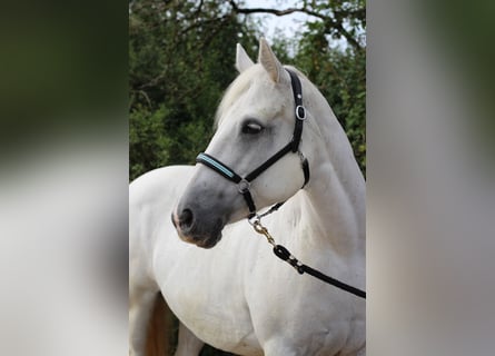 Connemara, Giumenta, 15 Anni, 152 cm, Grigio