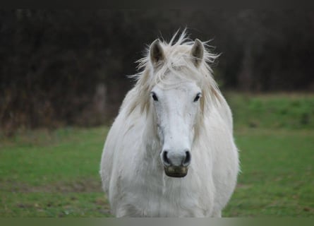 Connemara, Giumenta, 16 Anni, 145 cm, Grigio