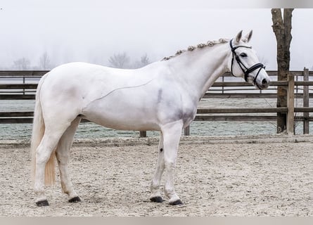 Connemara, Giumenta, 16 Anni, 153 cm, Grigio