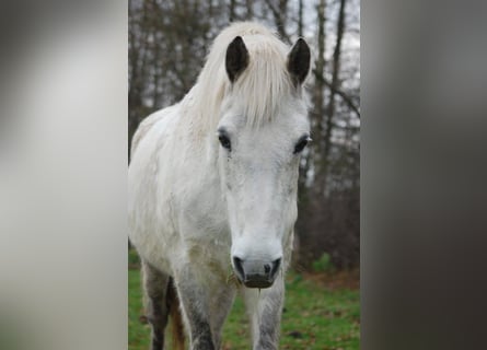 Connemara, Giumenta, 17 Anni, 144 cm, Grigio