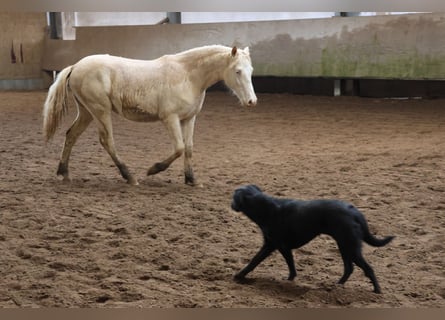 Connemara Mix, Giumenta, 1 Anno, 150 cm, Cremello