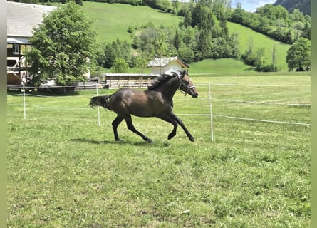 Connemara, Giumenta, 1 Anno, Grigio