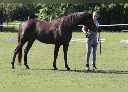 Connemara, Giumenta, 2 Anni, 140 cm, Falbo