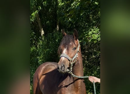 Connemara, Giumenta, 3 Anni, 140 cm, Baio