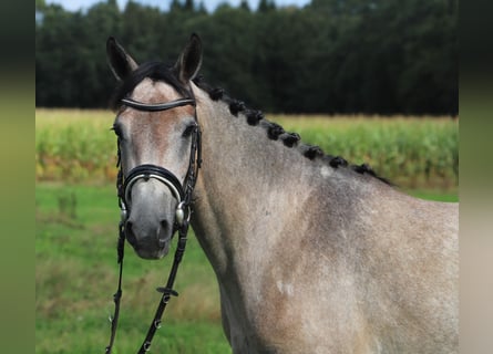 Connemara, Giumenta, 3 Anni, 150 cm, Falbo baio