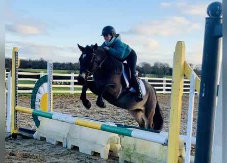 Connemara, Giumenta, 4 Anni, 142 cm, Falbo