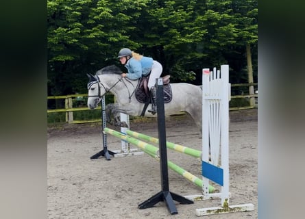 Connemara, Giumenta, 4 Anni, 143 cm, Grigio pezzato