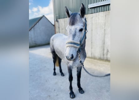 Connemara, Giumenta, 4 Anni, 144 cm, Grigio