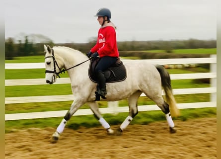 Connemara, Giumenta, 4 Anni, 145 cm, Grigio