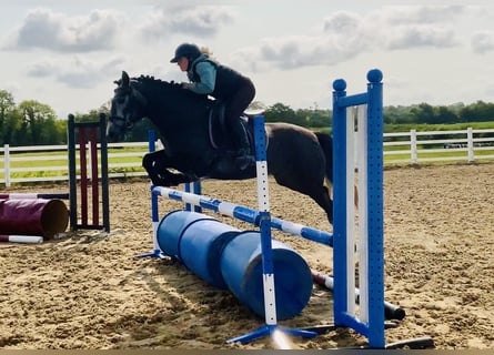 Connemara, Giumenta, 4 Anni, 145 cm, Grigio