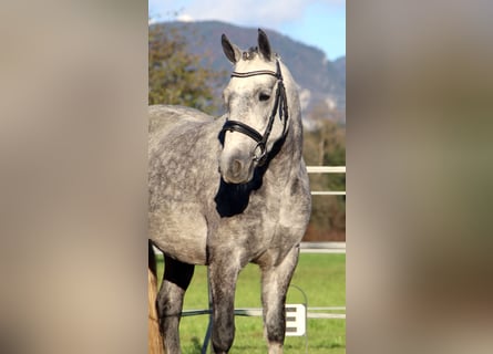 Connemara, Giumenta, 4 Anni, 145 cm, Grigio