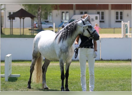 Connemara, Giumenta, 4 Anni, 145 cm, Grigio ferro
