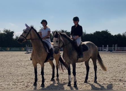 Connemara, Giumenta, 4 Anni, 147 cm, Grigio ferro