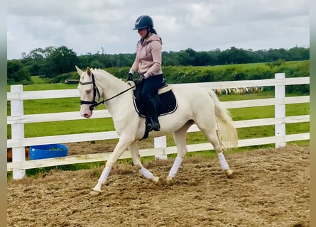 Connemara, Giumenta, 4 Anni, 148 cm, Cremello