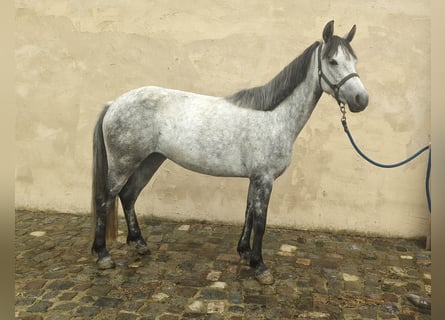 Connemara, Giumenta, 5 Anni, 146 cm, Grigio