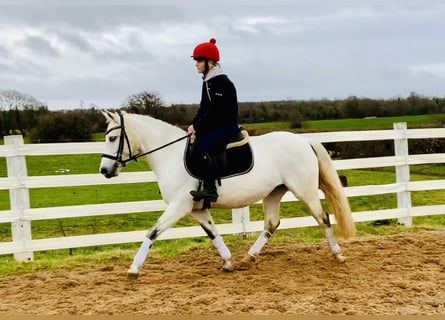 Connemara, Giumenta, 5 Anni, 148 cm, Grigio