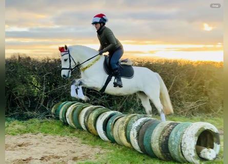 Connemara, Giumenta, 5 Anni, 148 cm, Grigio