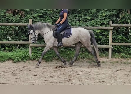 Connemara, Giumenta, 5 Anni, 149 cm, Grigio pezzato