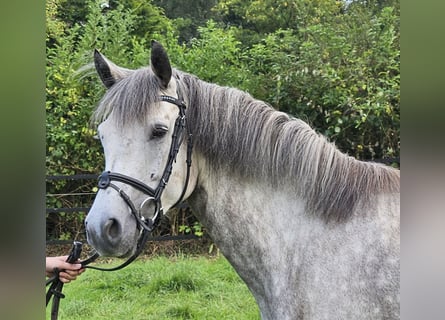 Connemara, Giumenta, 5 Anni, 149 cm, Grigio pezzato