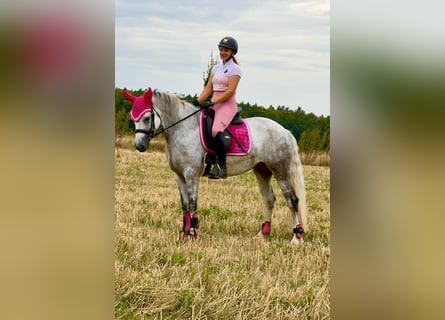 Connemara, Giumenta, 5 Anni, 154 cm, Leardo