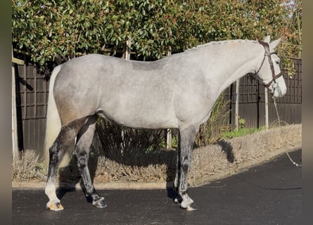 Connemara, Giumenta, 5 Anni, 157 cm, Grigio