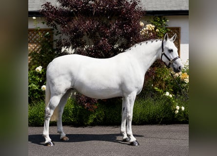 Connemara, Giumenta, 6 Anni, 138 cm, Grigio
