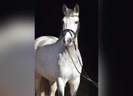 Connemara, Giumenta, 6 Anni, 147 cm, Grigio pezzato