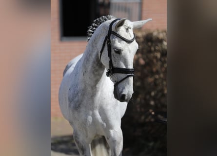Connemara, Giumenta, 6 Anni, 148 cm, Grigio