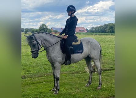 Connemara, Giumenta, 6 Anni, 148 cm, Grigio