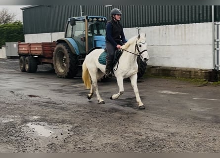 Connemara, Giumenta, 7 Anni, 140 cm, Grigio