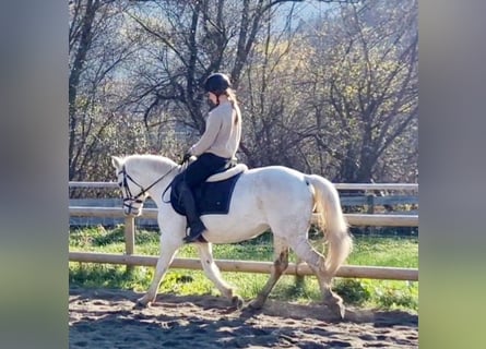 Connemara, Giumenta, 7 Anni, 145 cm, Grigio