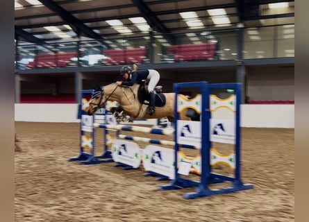 Connemara, Giumenta, 7 Anni, 147 cm, Falbo