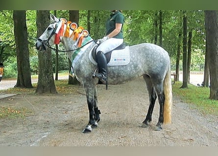 Connemara, Giumenta, 7 Anni, 148 cm, Grigio pezzato