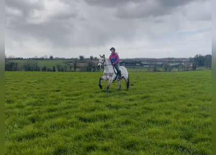 Connemara, Giumenta, 7 Anni, 154 cm, Falbo