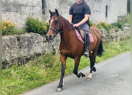 Connemara, Giumenta, 8 Anni, 140 cm, Baio