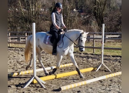 Connemara, Giumenta, 8 Anni, 145 cm, Grigio