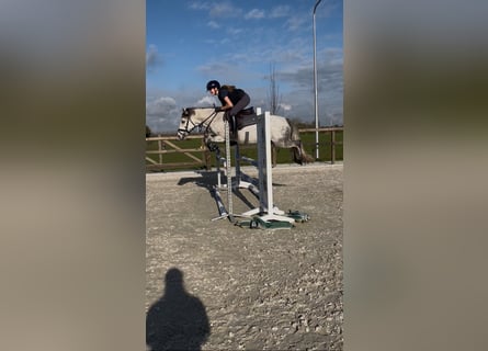 Connemara Mix, Giumenta, 9 Anni, 136 cm, Grigio