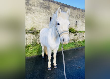 Connemara, Giumenta, 9 Anni, 143 cm, Grigio