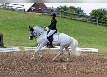 Connemara, Giumenta, 9 Anni, 148 cm, Grigio