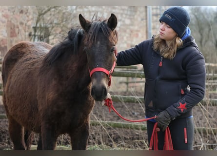 Connemara Mix, Hengst, 1 Jaar, 150 cm, Donkerbruin