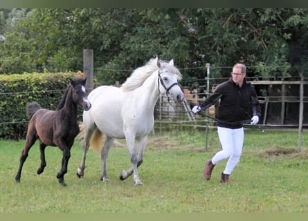 Connemara, Hengst, 1 Jahr, 145 cm, Schimmel