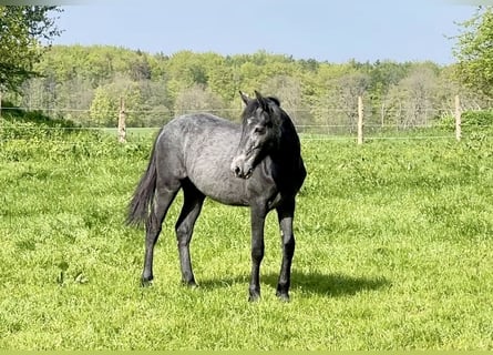 Connemara, Hengst, 2 Jahre, Apfelschimmel