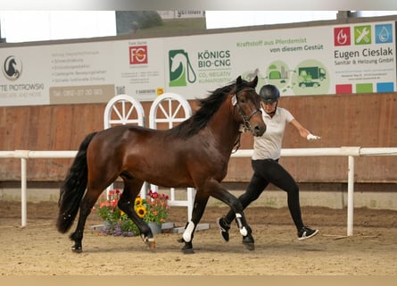 Connemara, Hengst, 3 Jaar, 146 cm, Bruin
