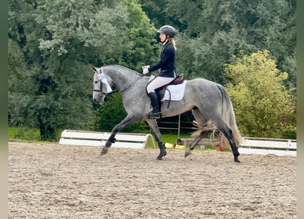 Connemara, Hengst, 5 Jaar, 147 cm, Zwartschimmel