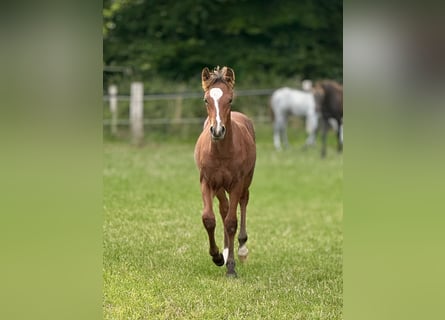 Connemara, Hengst, Fohlen (05/2025), Hellbrauner