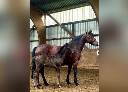 Connemara, Hengst, , Rappe
