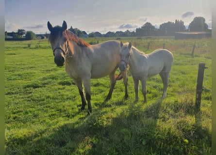Connemara, Hengst, veulen (04/2023), 150 cm, Palomino